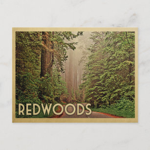 Redwoods National Park California Vintage Travel Postcard