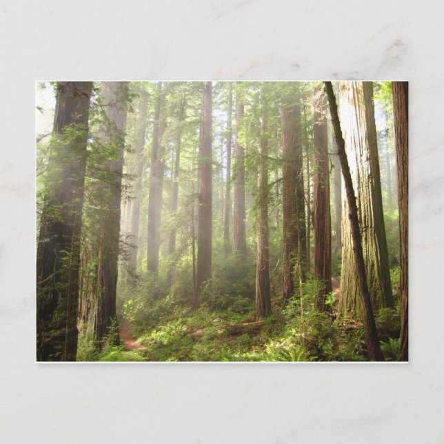 Redwoods Postcard (Front)