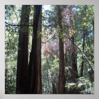 Redwoods Poster