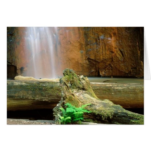 Redwoods State Park, CA Cards (Front Horizontal)