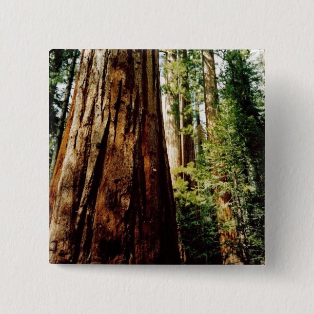 Redwoods- Yosemite Button (Front)