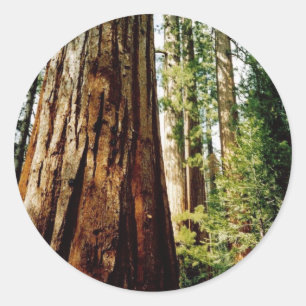 Redwoods- Yosemite Classic Round Sticker