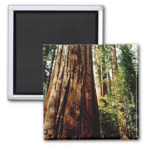 Redwoods_ Yosemite Magnet
