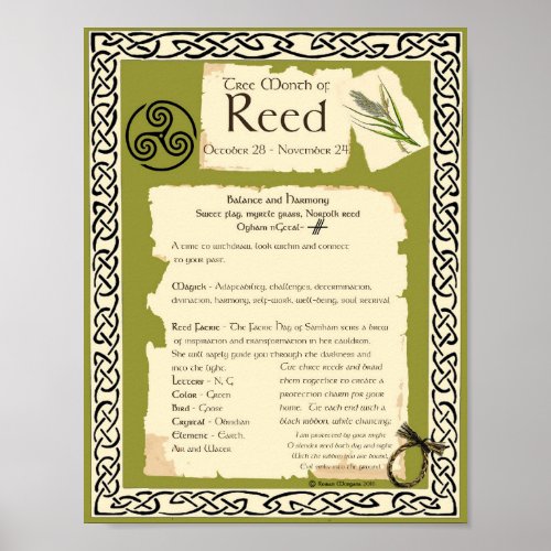 REED CELTIC SACRED TREE POSTER