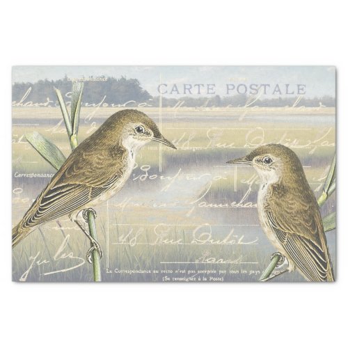 Reed Warbler Bird Marsh French Script Decoupage    Tissue Paper