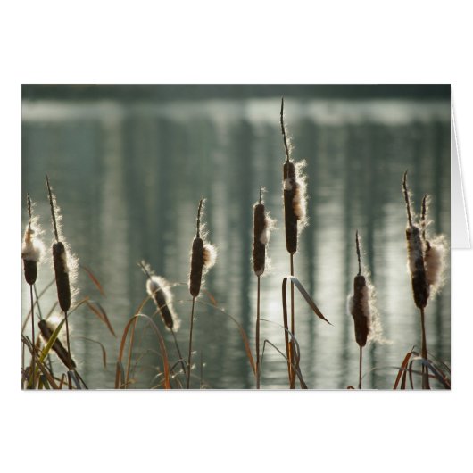 Reedmaces Card (Front Horizontal)