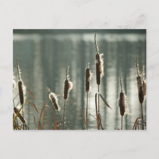 Reedmaces Postcard