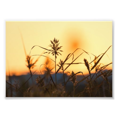 Reeds at sunset light in photo print