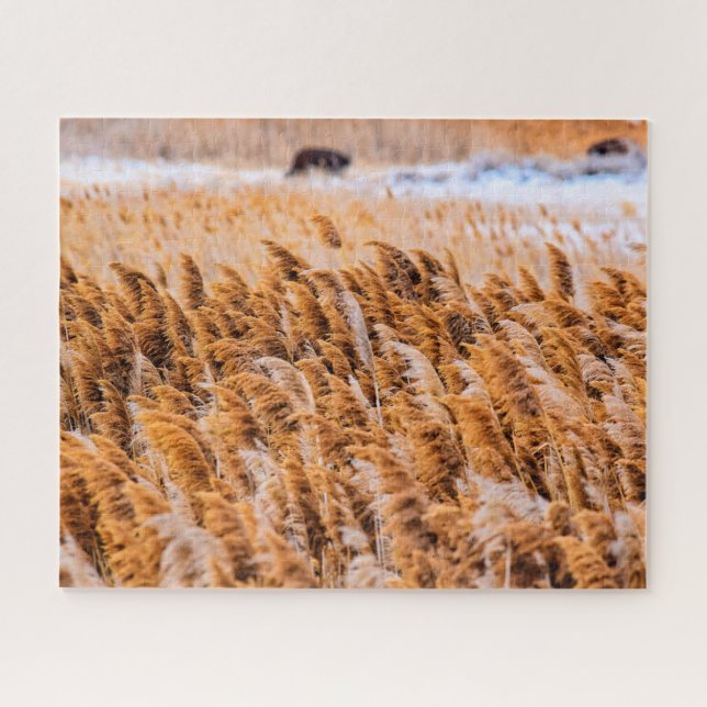 Reeds of Antelope Island, Utah - 16x20 - 520 pcs. Jigsaw Puzzle (Horizontal)