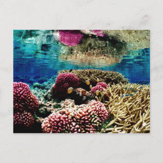 reef-386973 reef coral landscape colorful underwa postcard