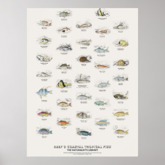Reef & Coastal Tropical Fish-Naturalist's Library Poster
