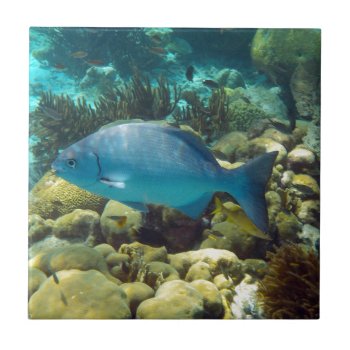 Reef Fish Ceramic Tile by h2oWater at Zazzle