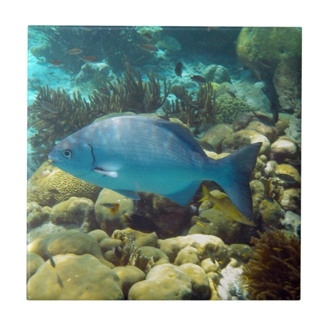 Reef Fish Ceramic Tile (Front)