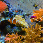reef fish coral ocean statuette