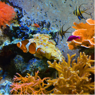 reef fish coral ocean statuette