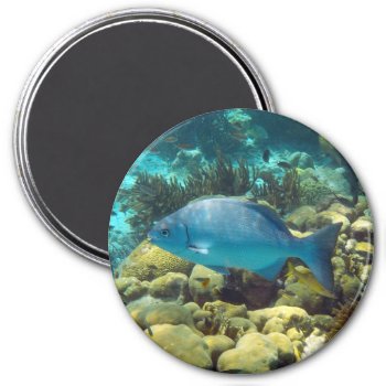 Reef Fish Magnet by h2oWater at Zazzle