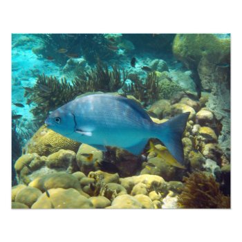 Reef Fish Photo Print by h2oWater at Zazzle
