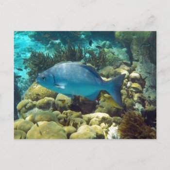 Reef Fish Postcard by h2oWater at Zazzle