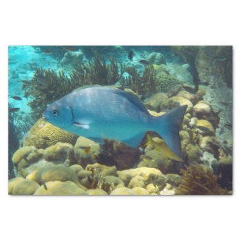 Reef Fish Tissue Paper by h2oWater at Zazzle