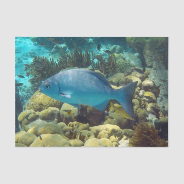 Reef Fish Tissue Paper (Front)