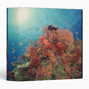 Reef scenic of hard corals , soft corals 2 3 ring binder