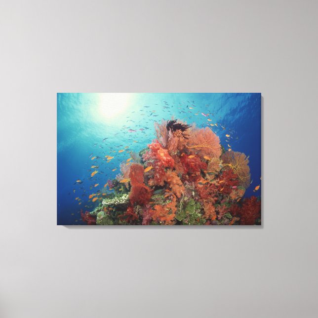 Reef scenic of hard corals , soft corals 2 canvas print (Front)
