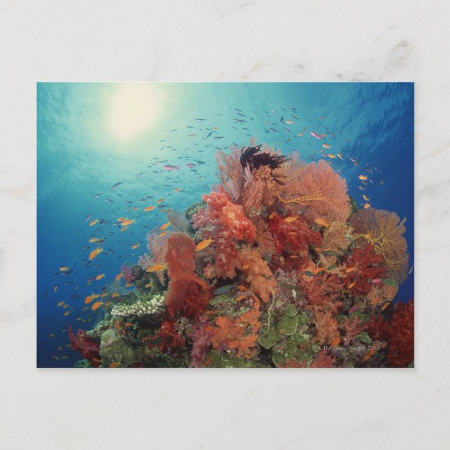 Reef scenic of hard corals , soft corals 2 postcard (Front)
