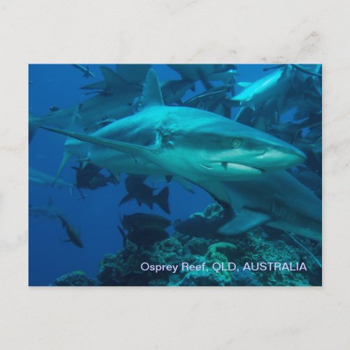 Reef Shark Great Barrier Reef Coral Sea Postcard