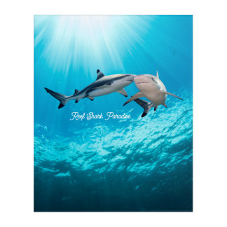 Reef Shark Paradise Acrylic Print