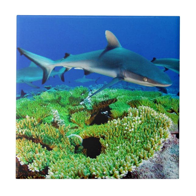 Reef Shark Photos Ceramic Tile (Front)