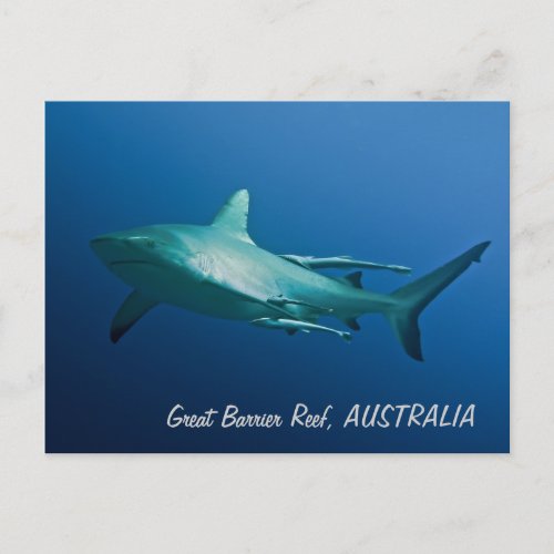 Reef Shark Postcard