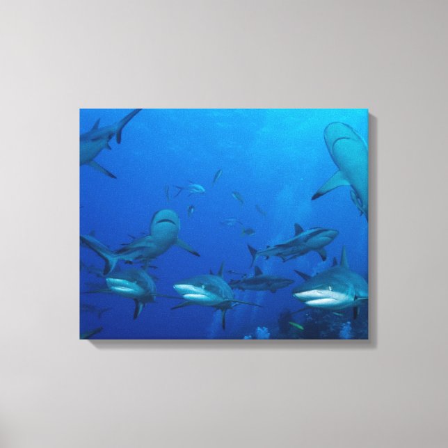 Reef Shark Wrapped Canvas Print (Front)