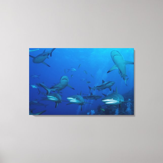 Reef Shark Wrapped Canvas Print (Front)