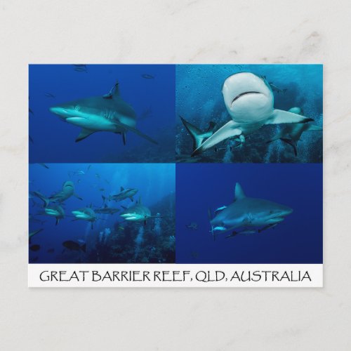 Reef Sharks on the Great Barrier Reef Postcard