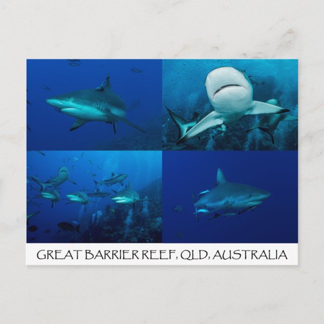 Reef Sharks on the Great Barrier Reef Postcard (Front)