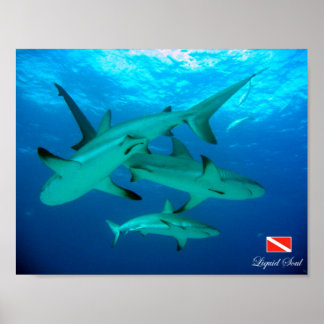 Reef Sharks Poster