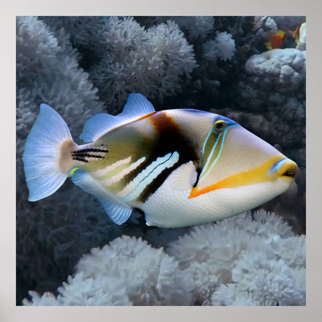 Reef Triggerfish   Poster (Front)