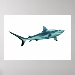 Reefshark - Abstract Design - Cut out of a photo Poster