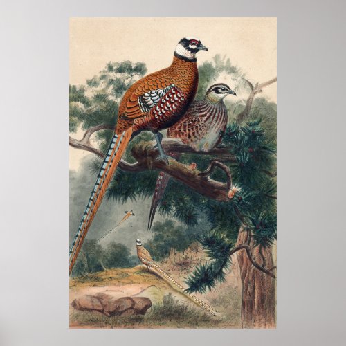 Reeves Pheasant by Joseph Wolf Poster