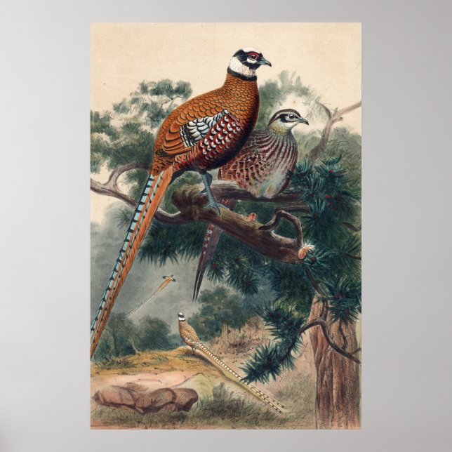 Reeves Pheasant by Joseph Wolf Poster (Front)