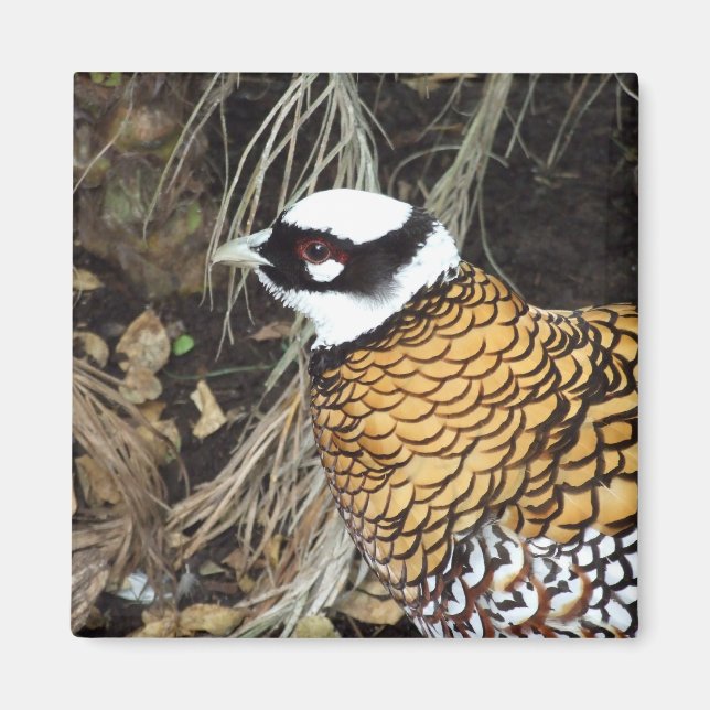 Reeve's Pheasant Magnet (Front)