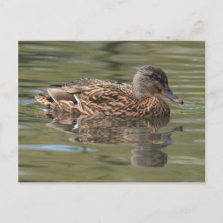 Reflected Mallard Postcard