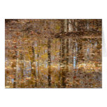 Reflection in Still Creek at Greenbelt Park Cards