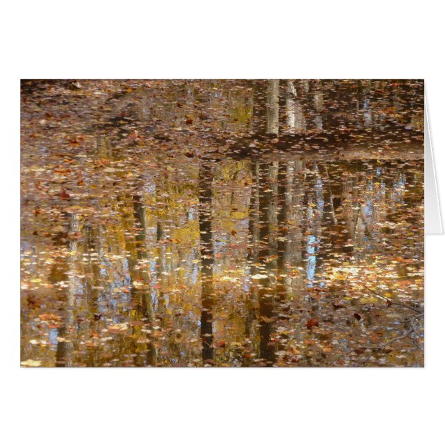 Reflection in Still Creek at Greenbelt Park Cards (Front Horizontal)