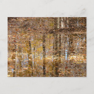 Reflection in Still Creek at Greenbelt Park Postcard