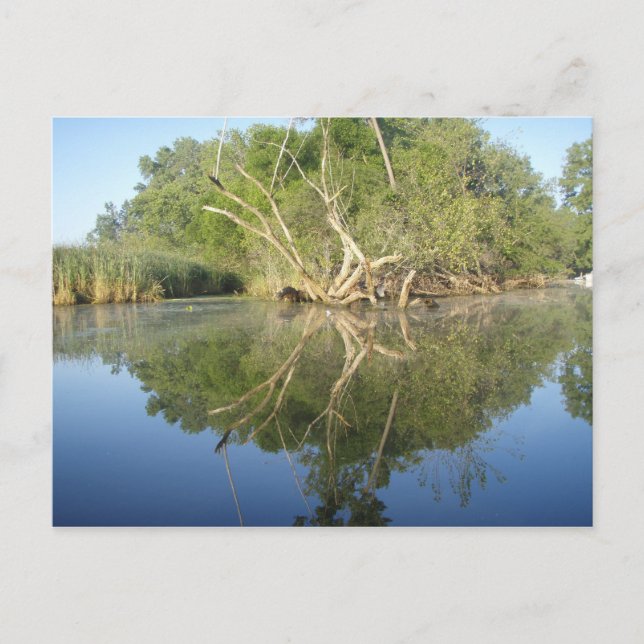 Reflection Tree Postcard (Front)