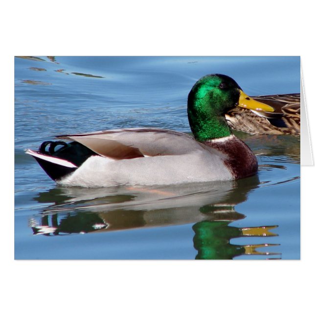 Reflections (Front Horizontal)