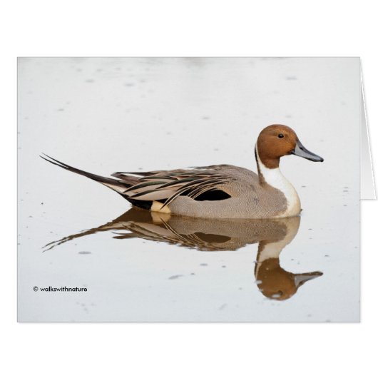 Reflections of a Northern Pintail Duck Cards (Front Horizontal)
