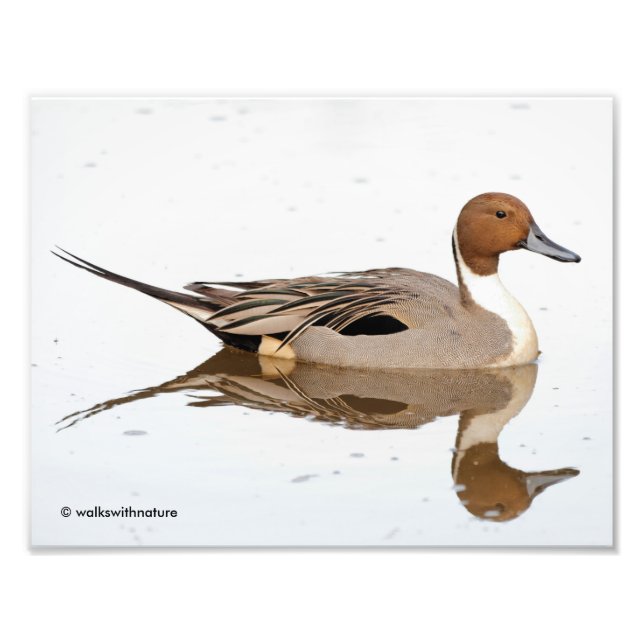 Reflections of a Northern Pintail Duck Photo Print (Front)