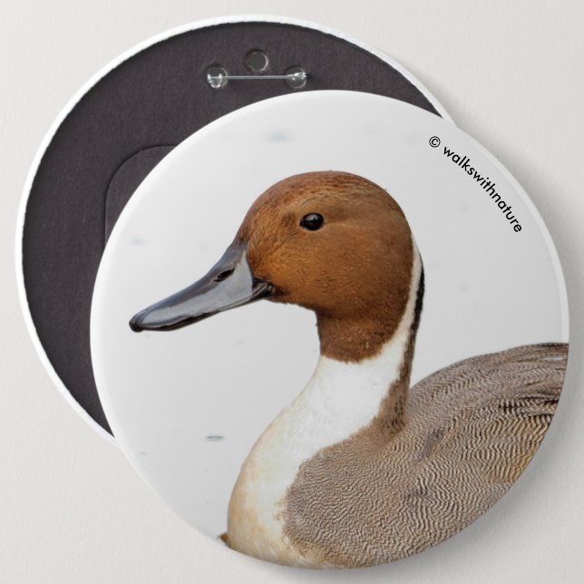 Reflections of a Northern Pintail Duck Pinback Button (Front & Back)